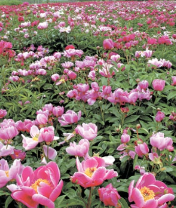 작약효능 총정리