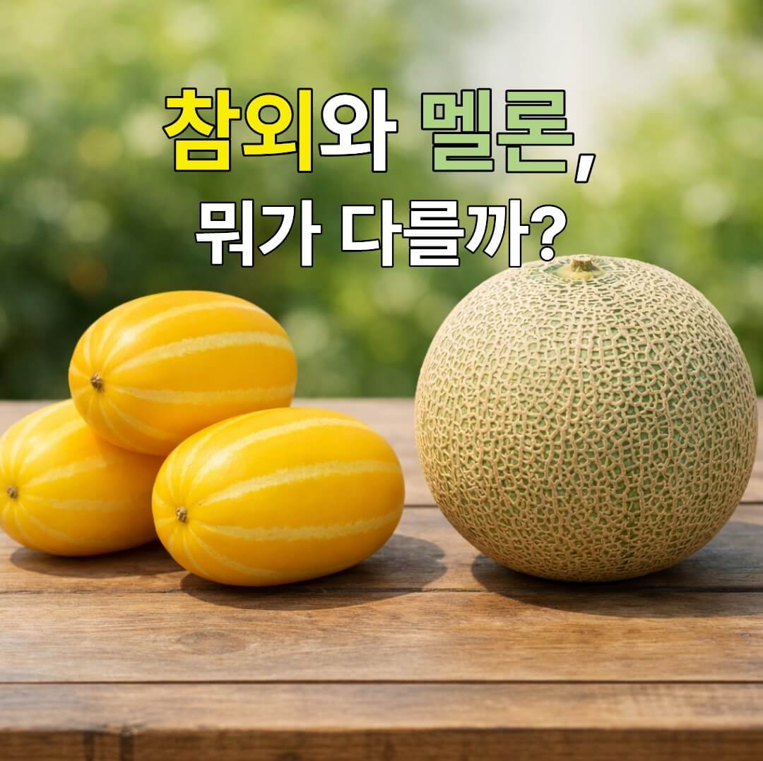 참외와 멜론을 함께 비교할 수 있게 놓은 대표 이미지
