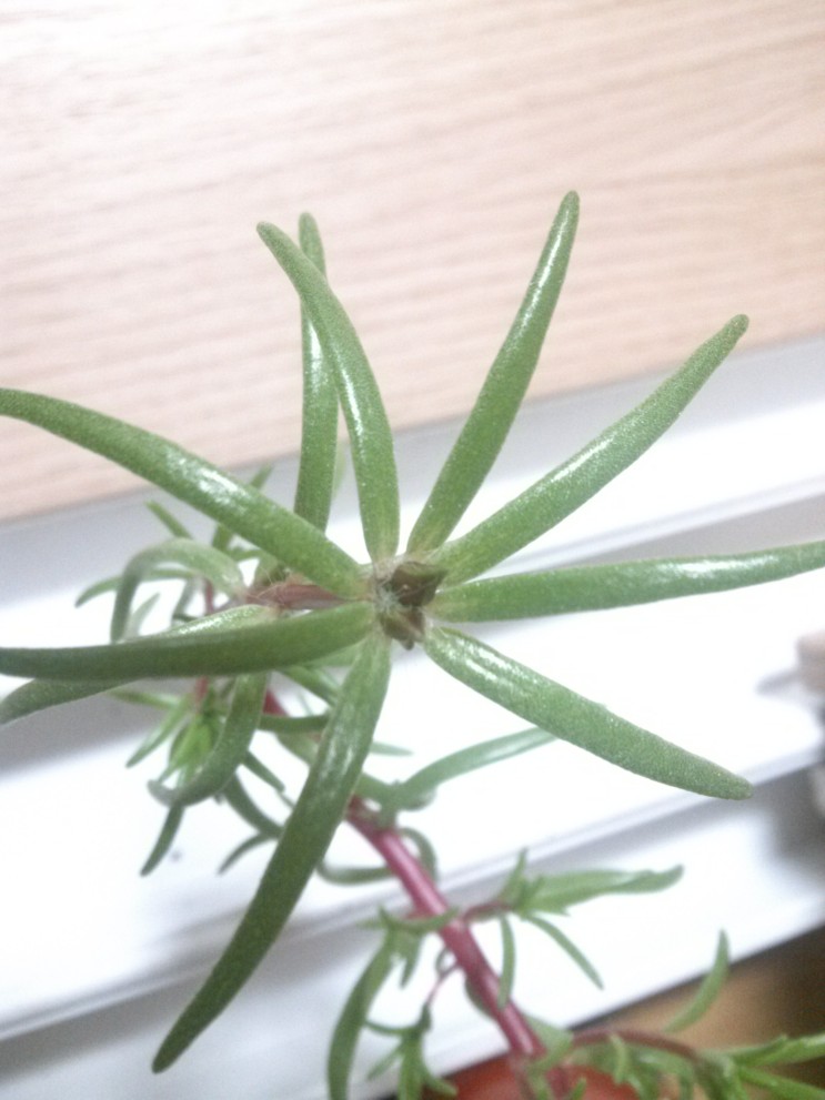 채송화 씨를 심은 후 네 달 후 꽃봉오리가 생긴 모습