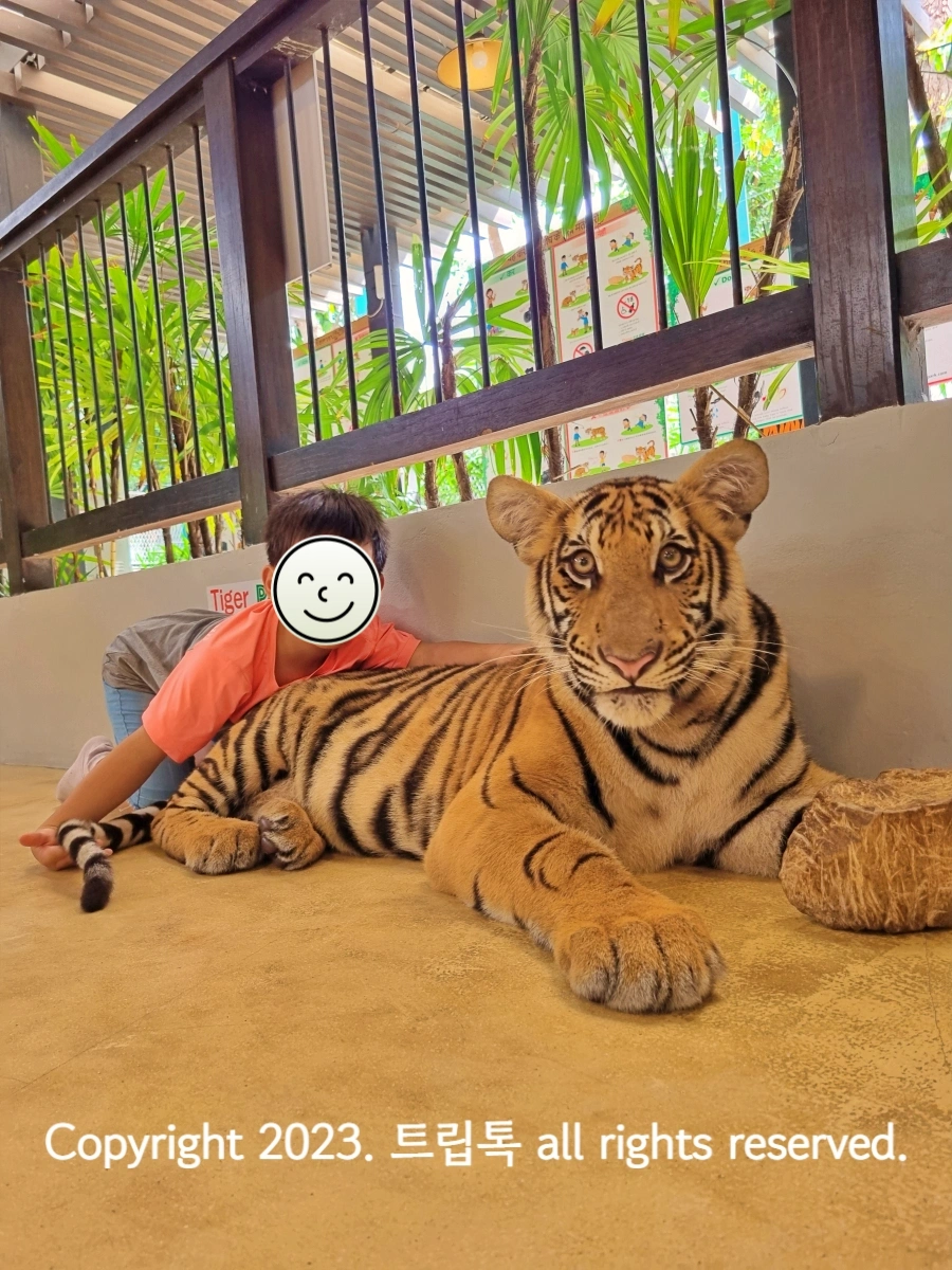 카메라를 똑바로 보고 사진을찍는 호랑이와 아이