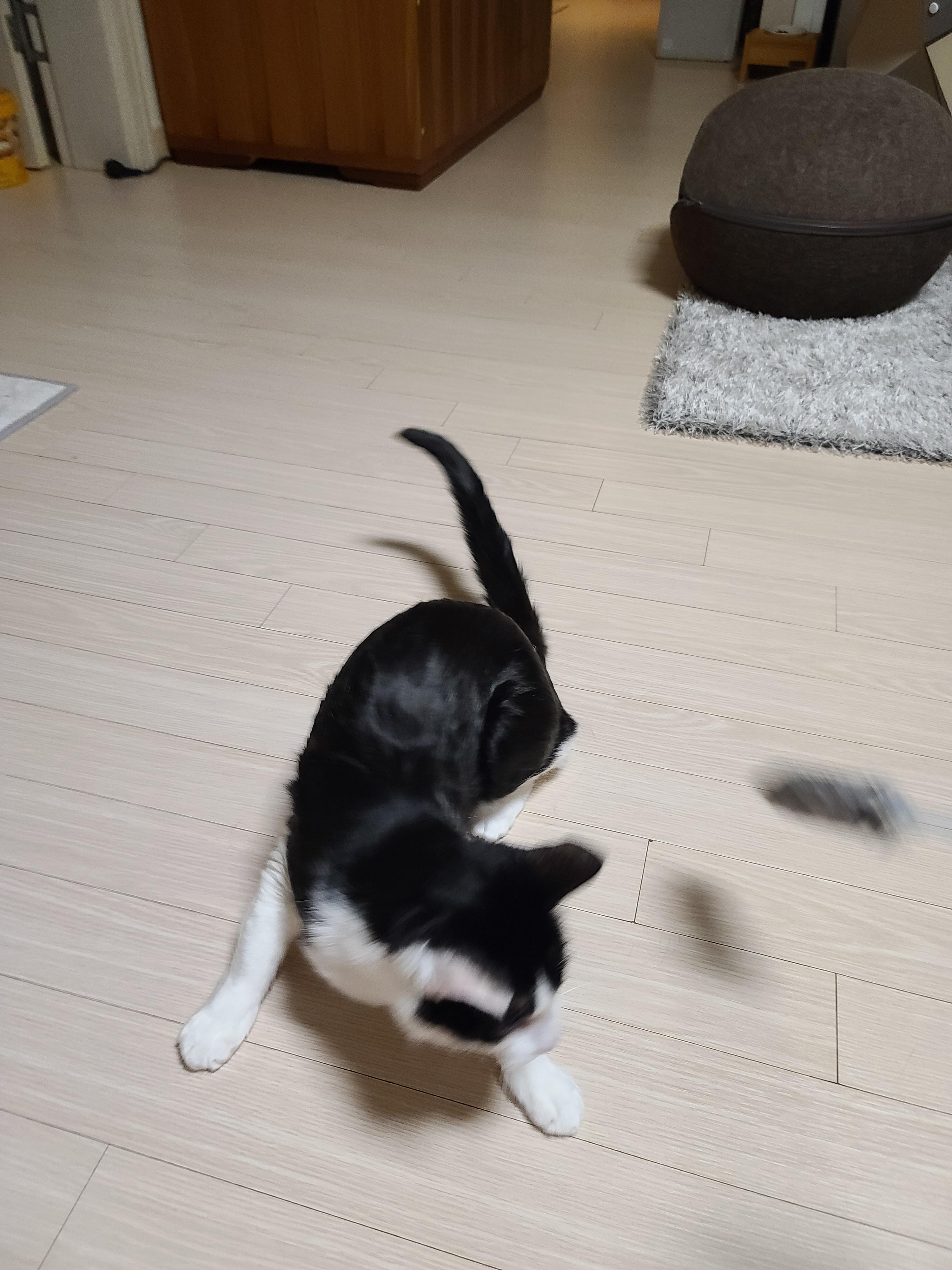 고양이 장난감 오뎅꼬치로 캣미로에서 노는 고양이들.