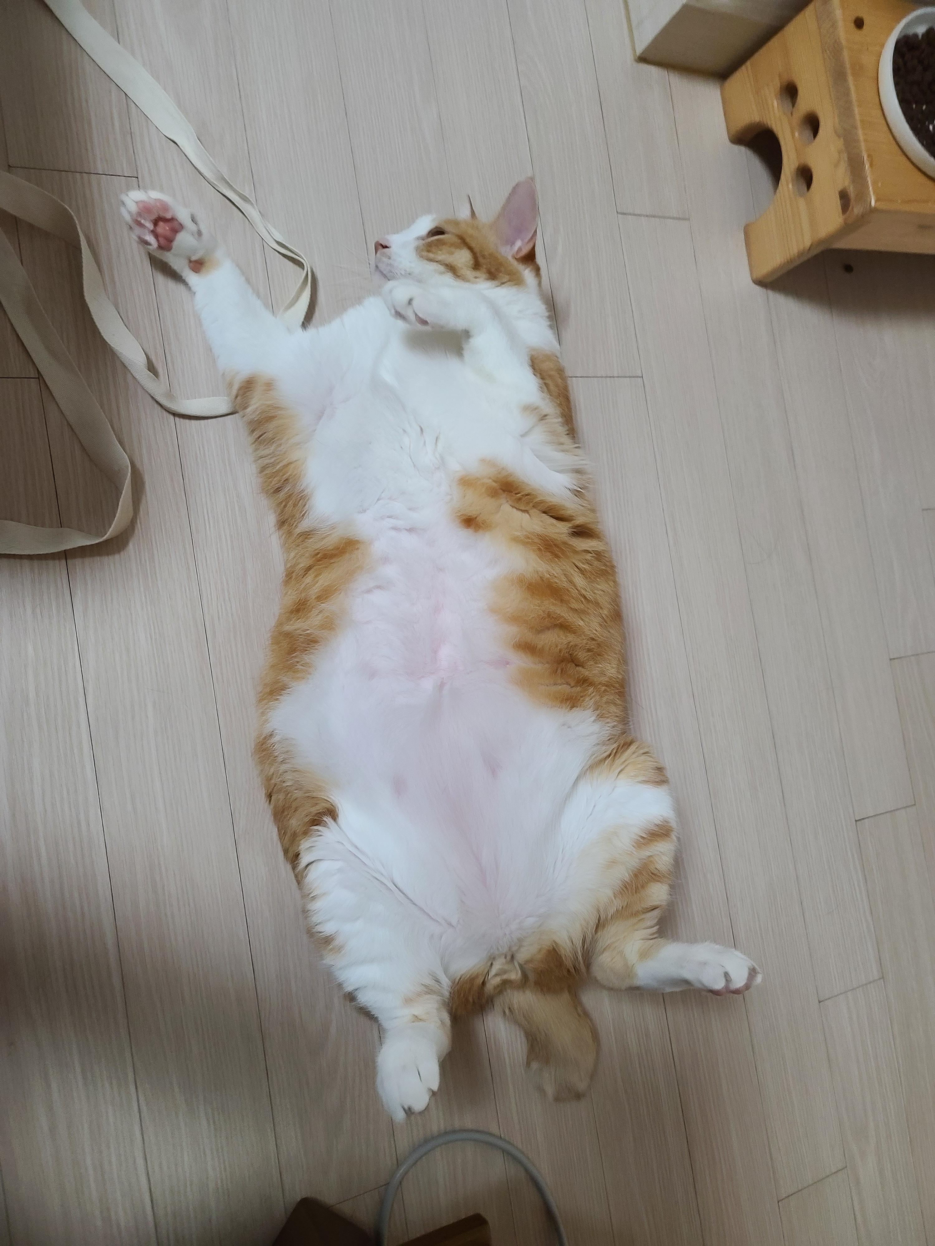 엄마가 부르면 언제든 달려오는 귀여운 고양이 호야