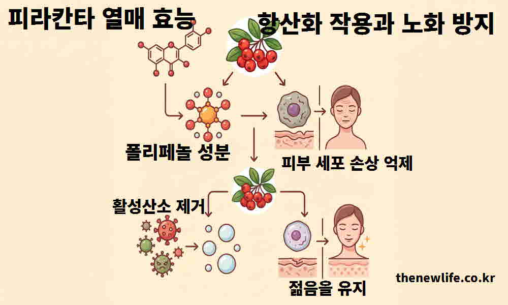 피라칸타 열매 효능 항산화 작용 노화 방지