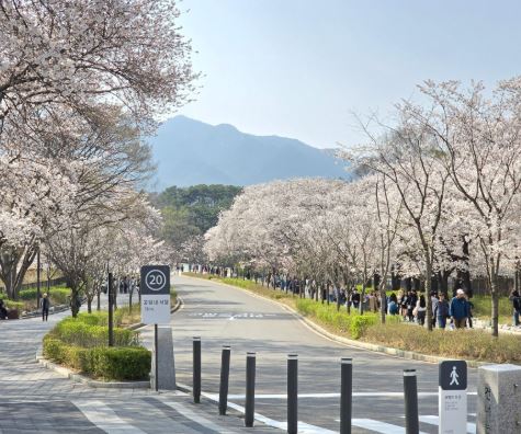 과천 벚꽃