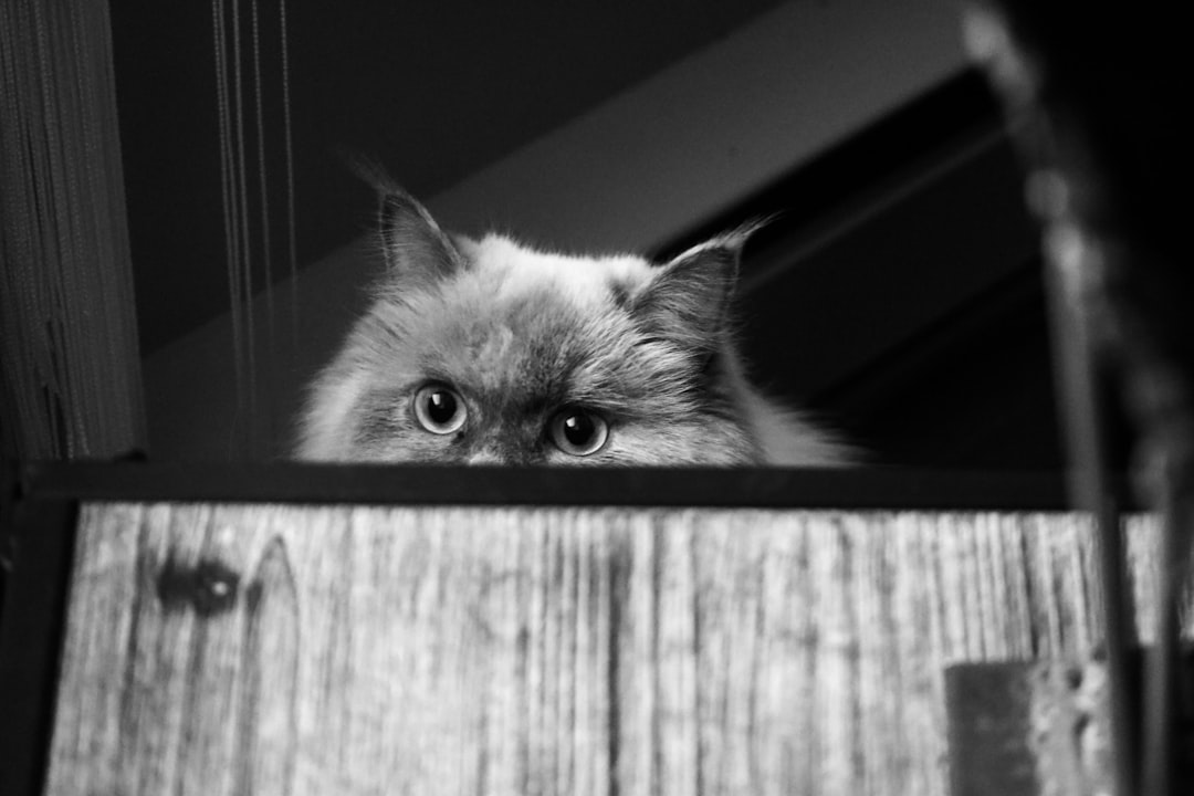 Cache