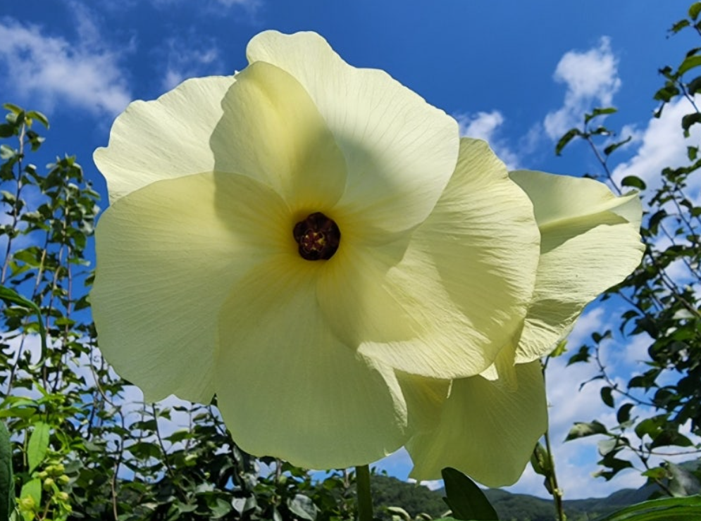 금화규-꽃차-사진1