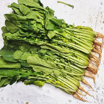 열무 심는 시기 재배 방법_13