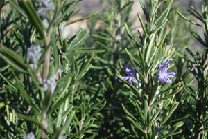 로즈마리효능08