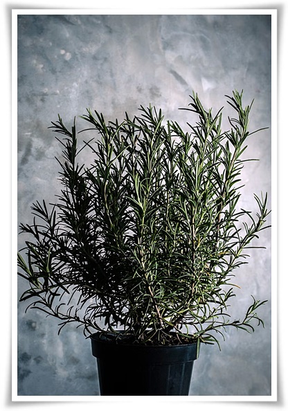 화초 "로즈마리" 집 안 공기를 정화하는 향기로운 반려식물!