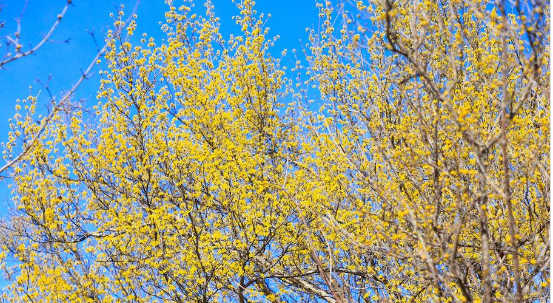 구례 산수유 개화상황