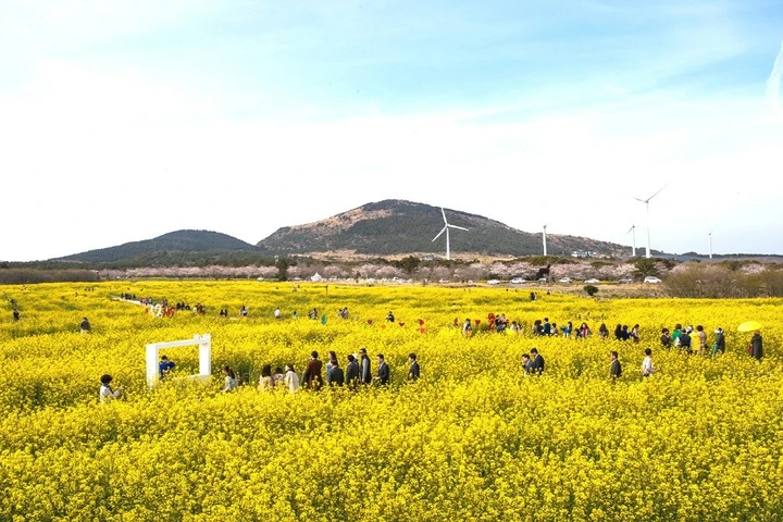 서귀포유채꽃축제