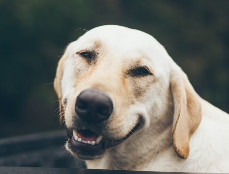 입냄새 제거를 위한 좋은 방법 5가지