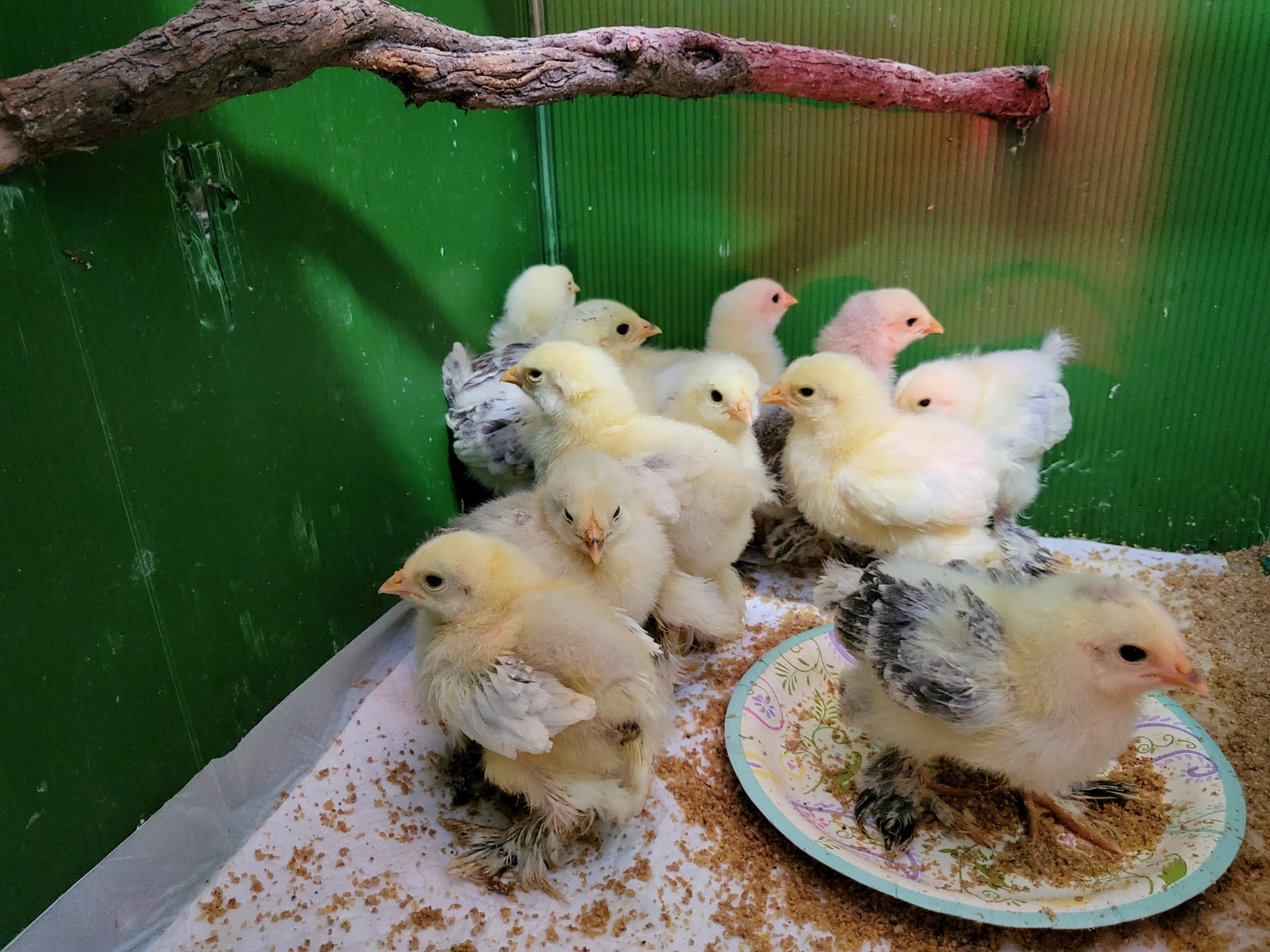 라이트 브라마 9일령