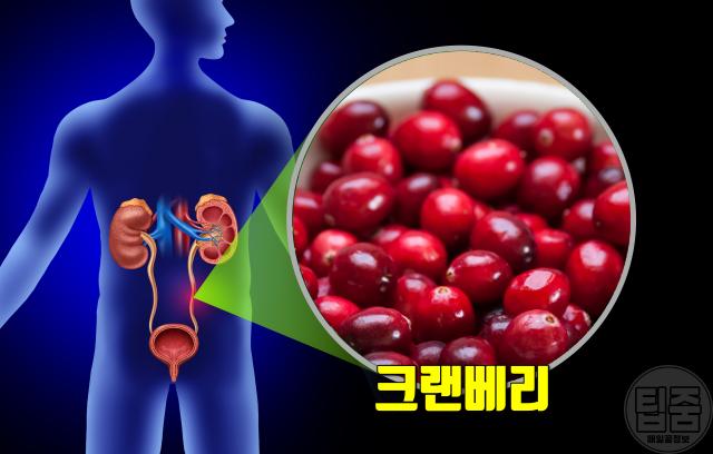 단백뇨 좋은 음식 추천 크랜베리