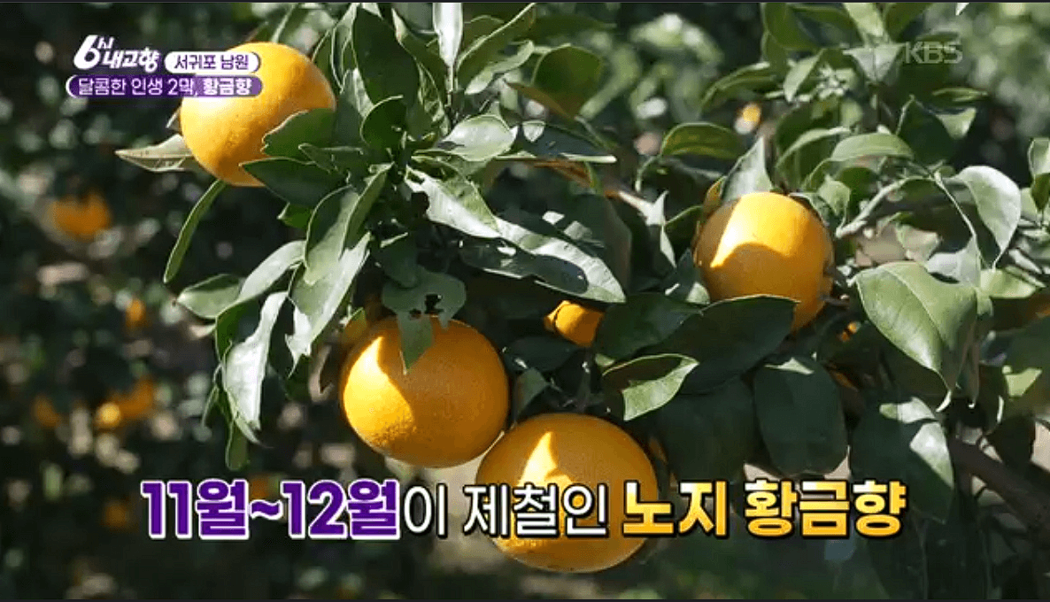 제주 황금향 &amp;#39;자파리감귤체험농장&amp;#39; 농장체험 판매 택배 정보