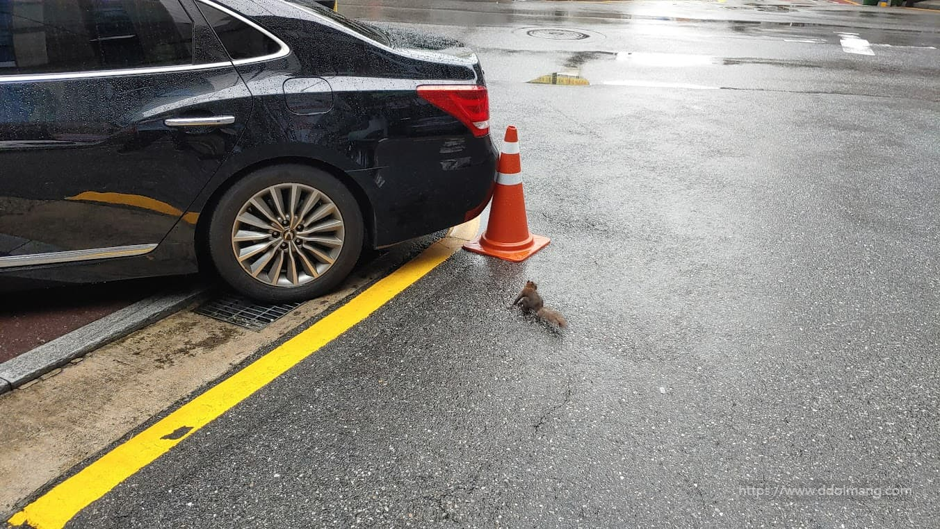 주차장 옆 길거리를 배회하는 다람지. 초보운전자의 마음?