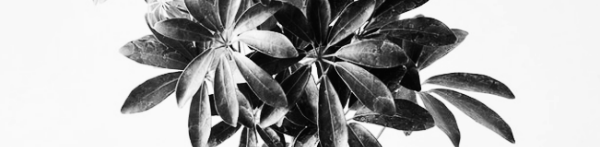 홍콩야자 키우기: 홍콩야자 가지치기