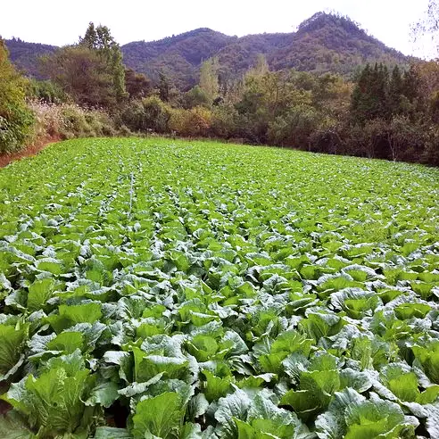 생활의달인 해남 해풍 절임 배추 달인 전국 택배 온라인 주문 방법 상세 정보 다시보기