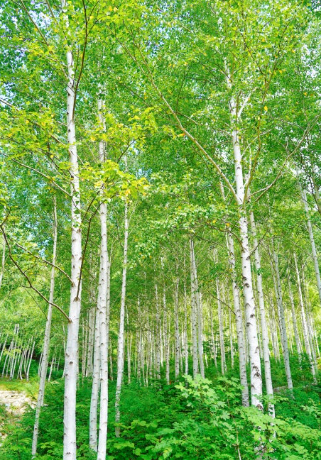 영양) 감성 폭발 숲여행! 경북 영양 하얀 자작나무 숲 탐방기