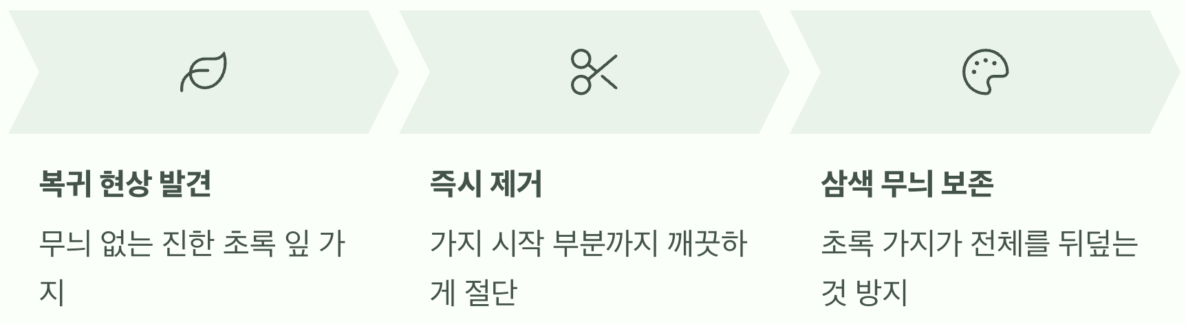 초록 잎만 나올 때 대처법