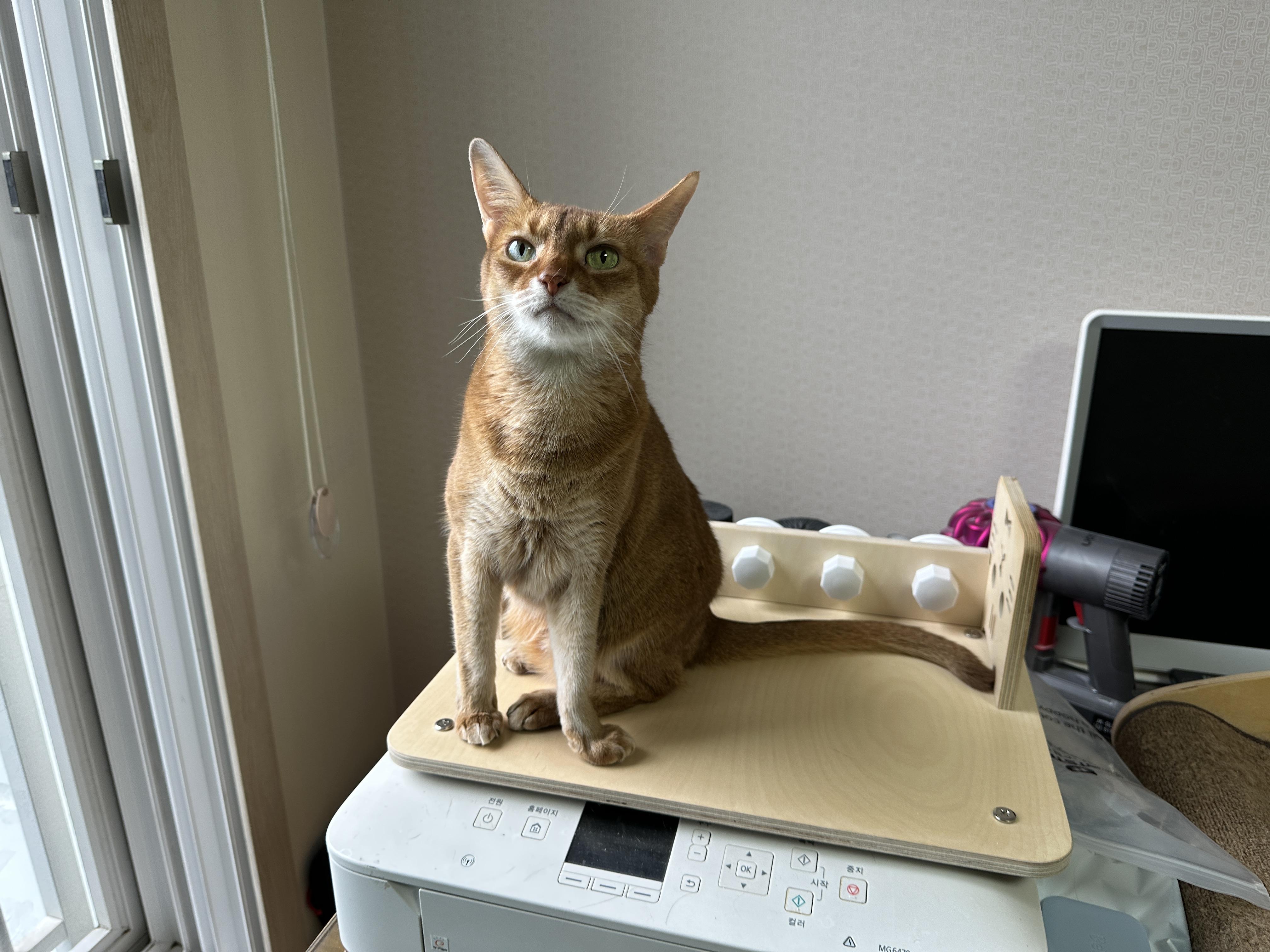 5월의 고양이들 화장실 모래 전체 갈이 (feat. 건이, 루디, 루나)