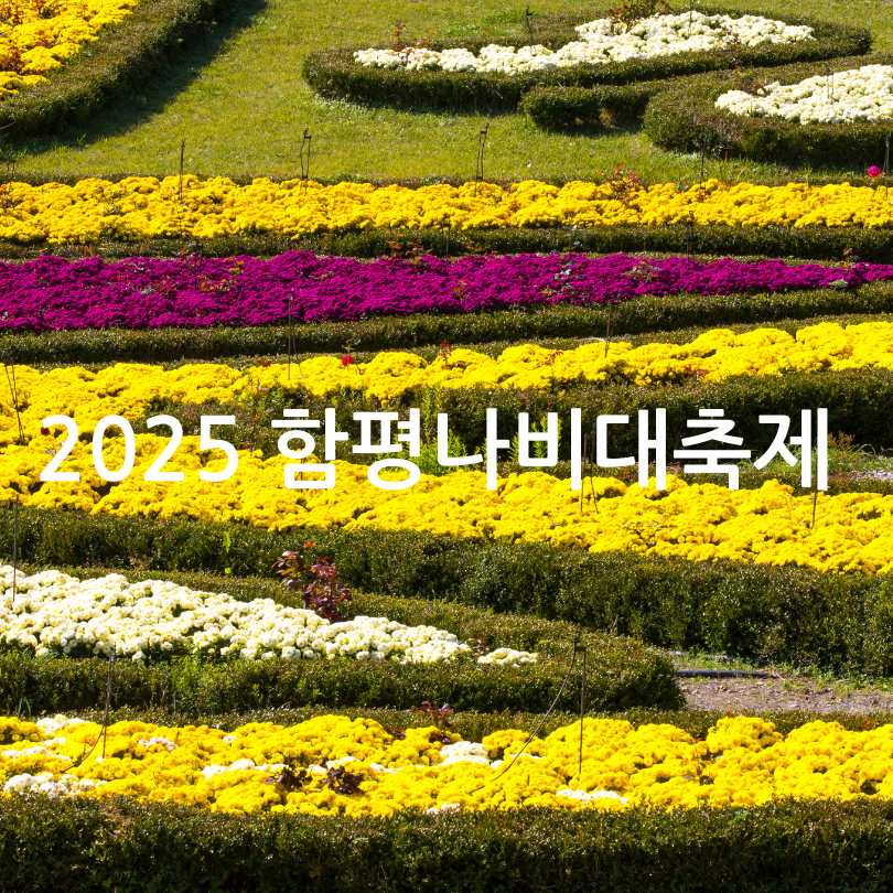 2025 함평나비대축제 완벽 가이드