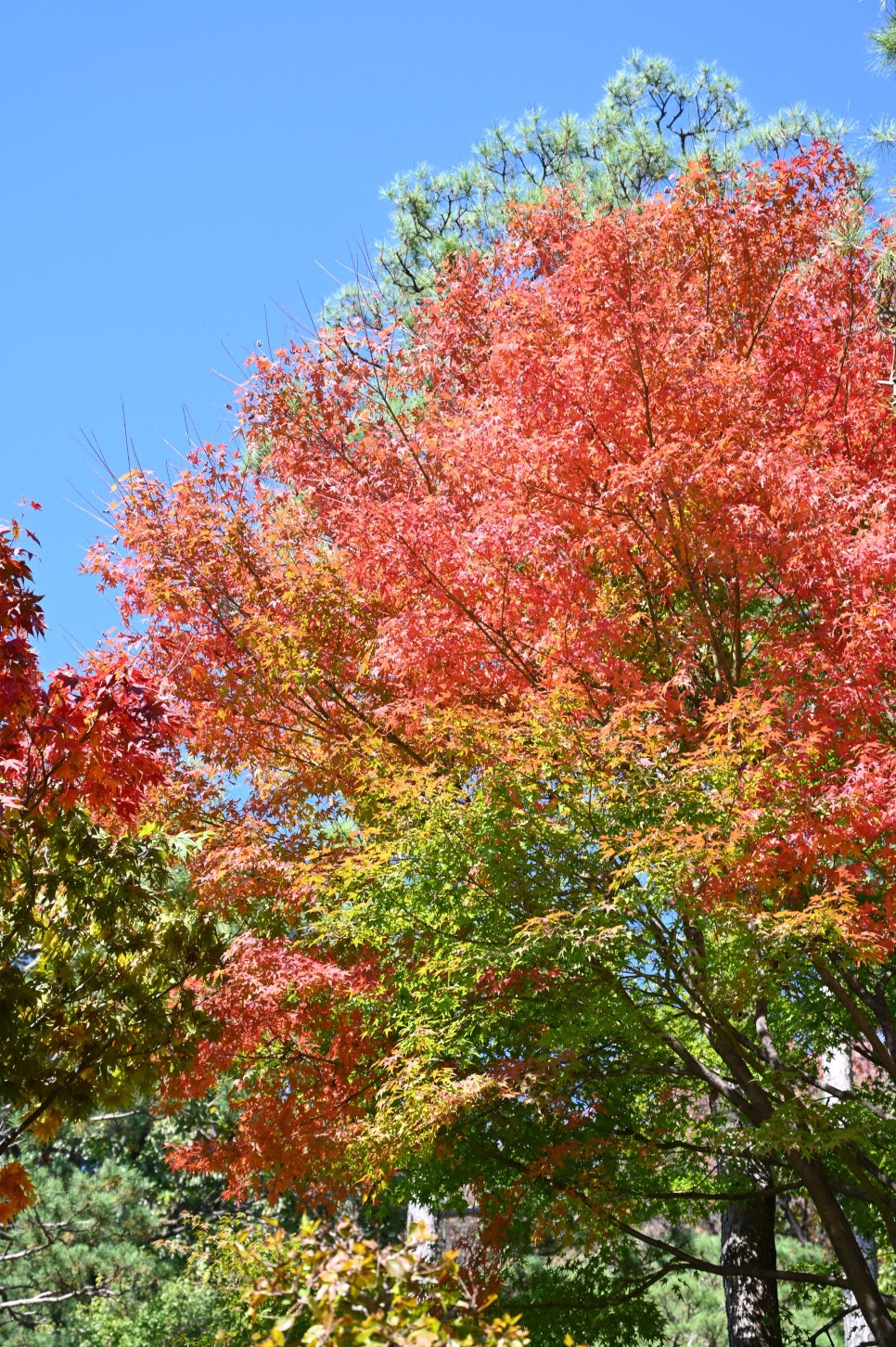 화담숲-예약-방법-2025년-최신-입장료-완벽-가이드