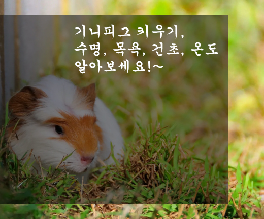 기니피그 키우기, 수명, 목욕, 건초, 온도 알아보세요!~