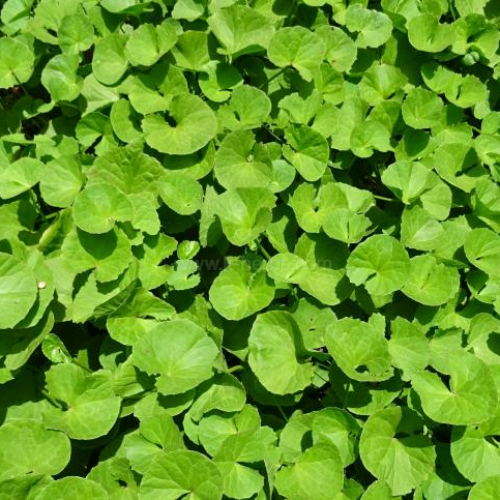 병풀 Centella asiatica