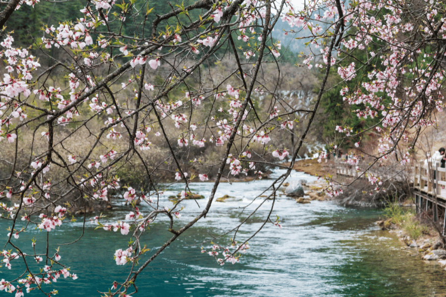 교토 벚꽃 여행 완벽 가이드
