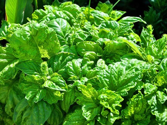 소화 기능 개선에 도움을 주는 바질