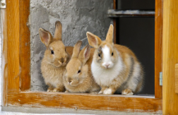 토끼 사료 추천