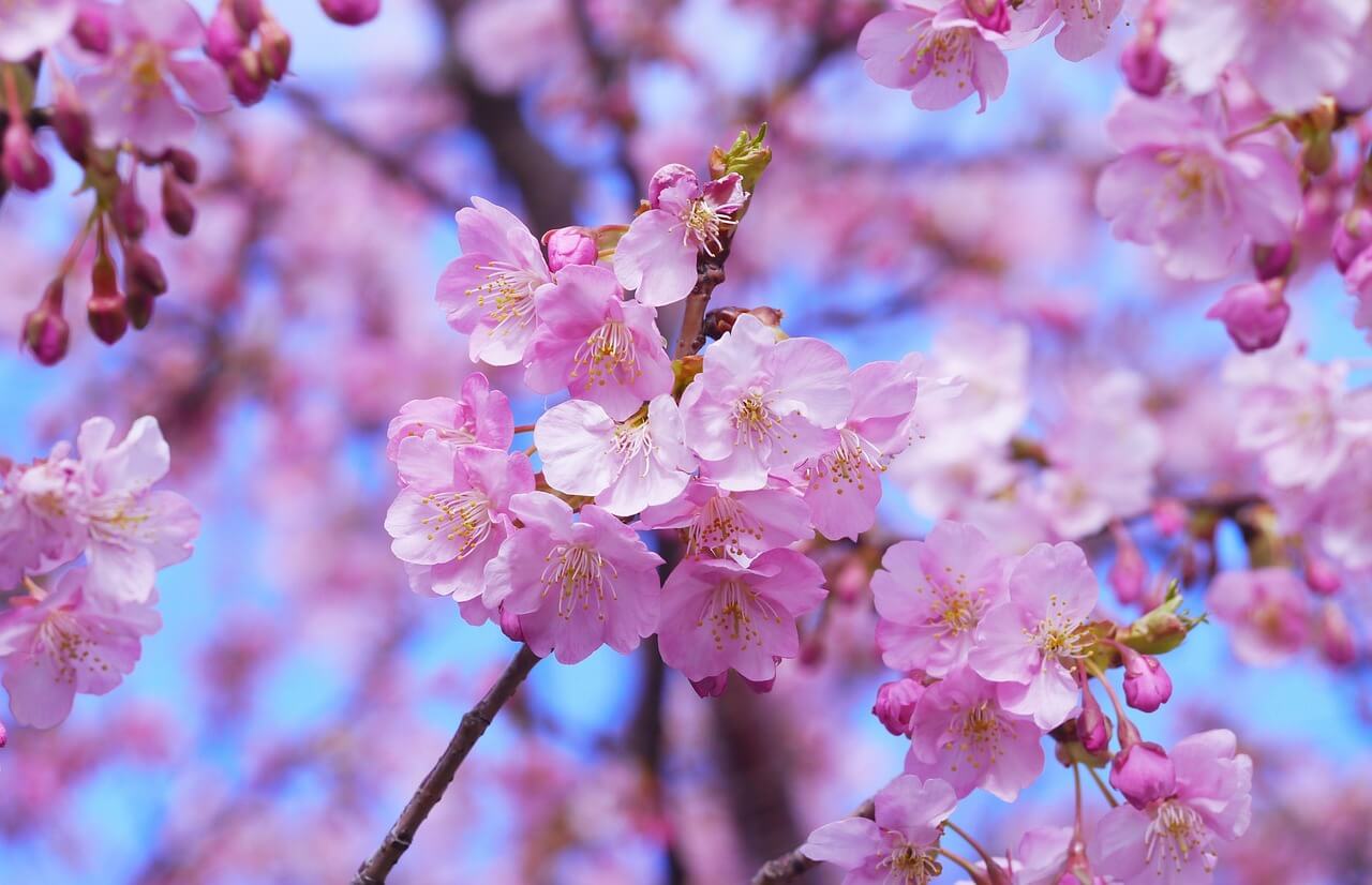 금산 보곡산골 산벚꽃 축제