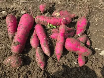 고구마캐는시기 딱 3가지 신호만 보세요 보관법까지 총정리로_2