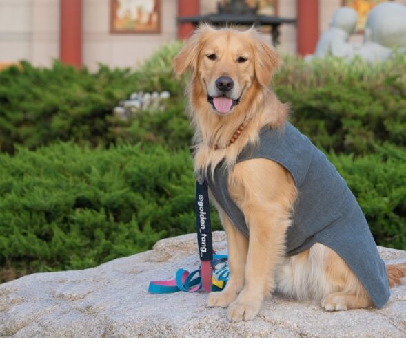 사찰복을 입고 앉아 있는 강아지