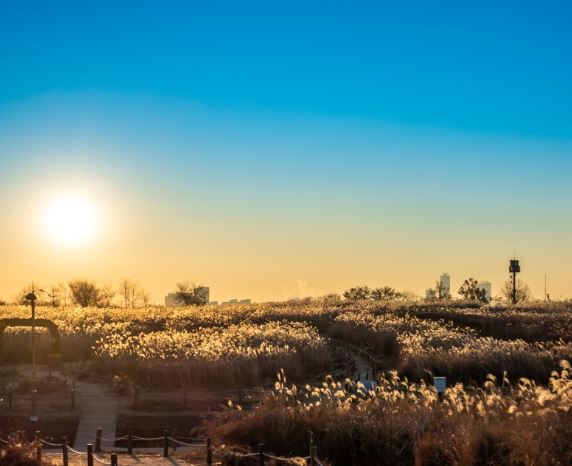 2025-서울-해돋이-명소-하늘공원