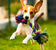 강아지 꿈해몽 개꿈 의미