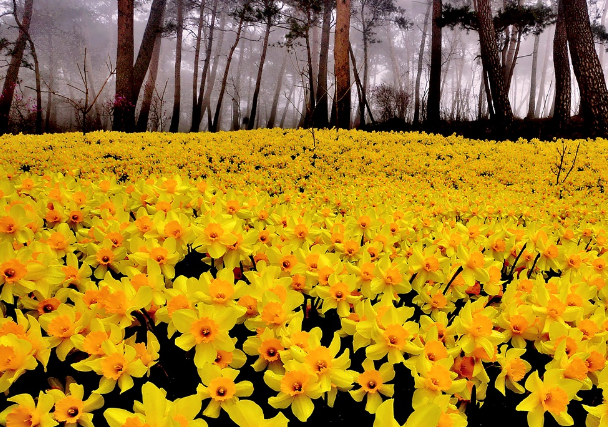 서산 유기방가옥 수선화풍경 출처-홈페이지