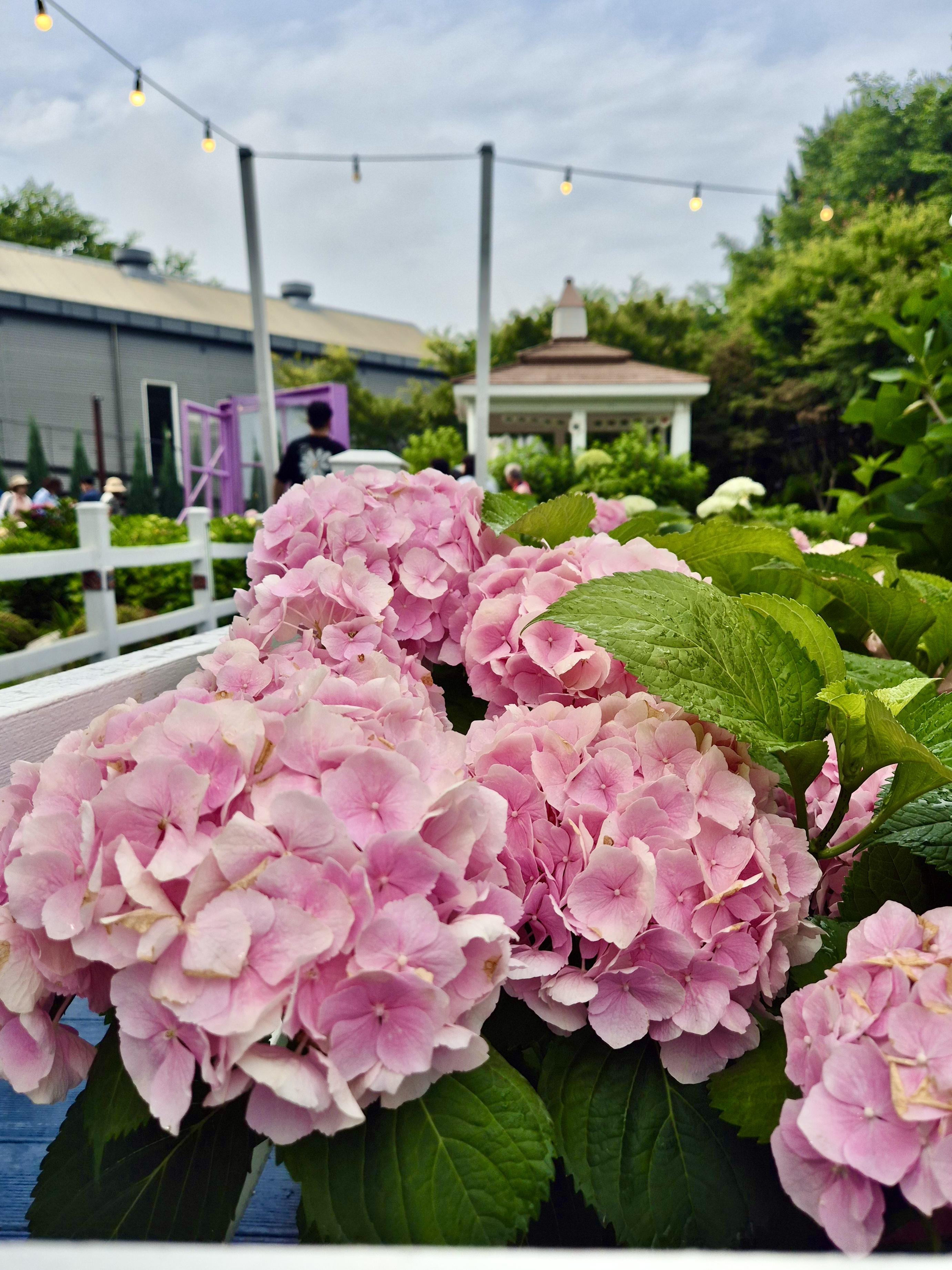 #장생포수국축제
#울산수국축제
#고래문화마을
#울산장생포가볼만한곳
#장생포포토존
#고래광장수국길
#오색수국정원
#수국축제개화상황2025
#수국사랑상품권사용처
#울산6월축제
#장생포여행코스
#울산플리마켓체험
#울산데이트코스
#울산여행추천
#장생포주차정보
#수국포토존
#장생포오색수국정원