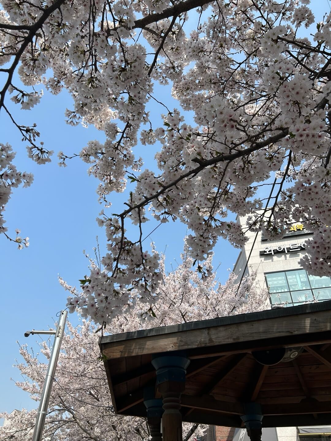 서울시내벚꽃명소 성북천에서 벚꽃놀이