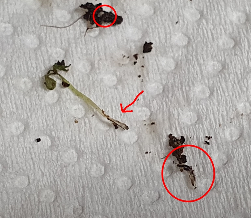 뿌리파리 애벌레