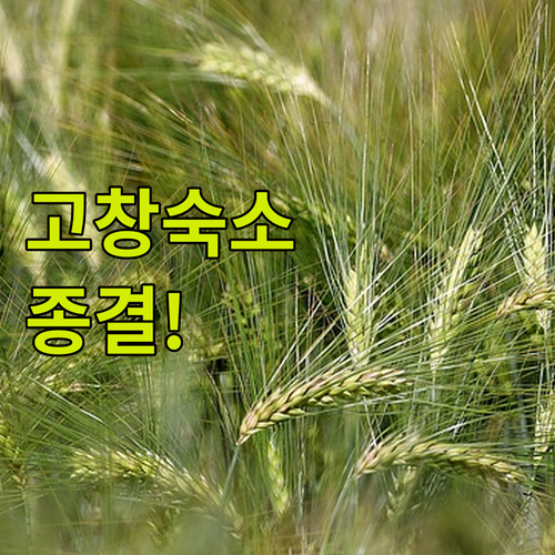 고창 청보리밭 축제 주변 가성비 모텔..