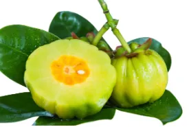 가르시니아 효능