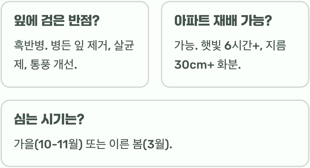들장미 죽이지 않고 키우기 A to Z (물주기, 가지치기)