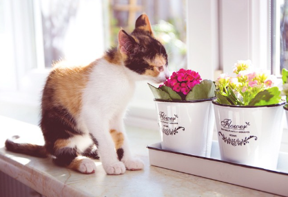 화분의 꽃 냄새를 맡는 새끼 고양이.