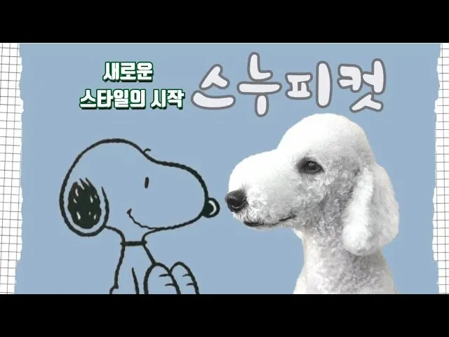 베들링턴 테리어 가격 분양 미용 성격_3
