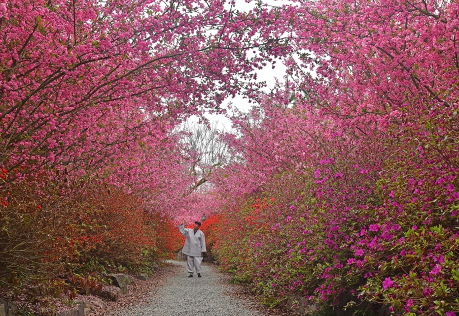 서부-해당화-벚꽃축제-3