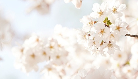 여의도 벚꽃축제 일정