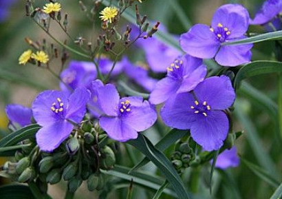 가을에 피는 꽃 자주달개비