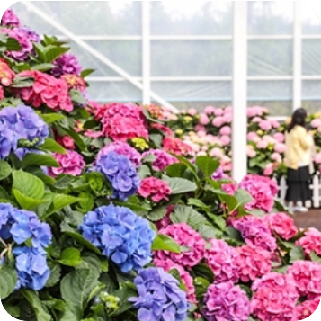 휴애리 수국정원 이미지 출처: 휴애리 홈페이지